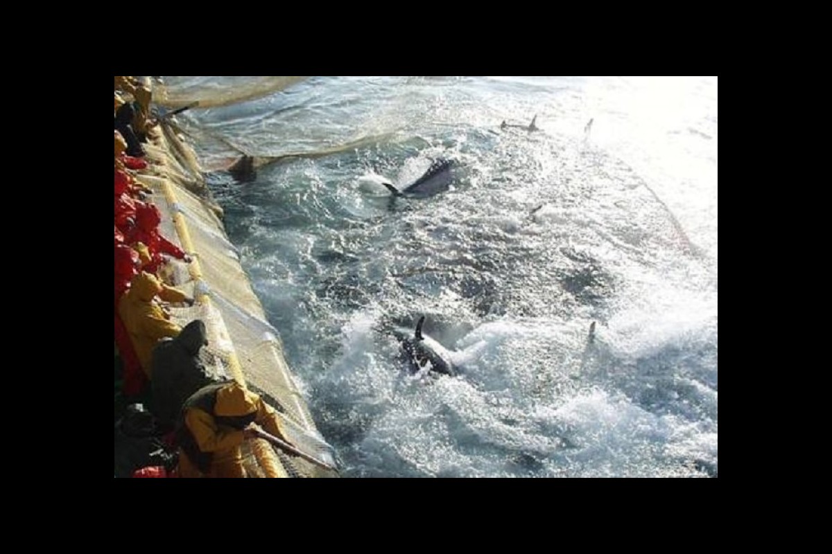 Fishing: EU, apply in full western Mediterranean plan