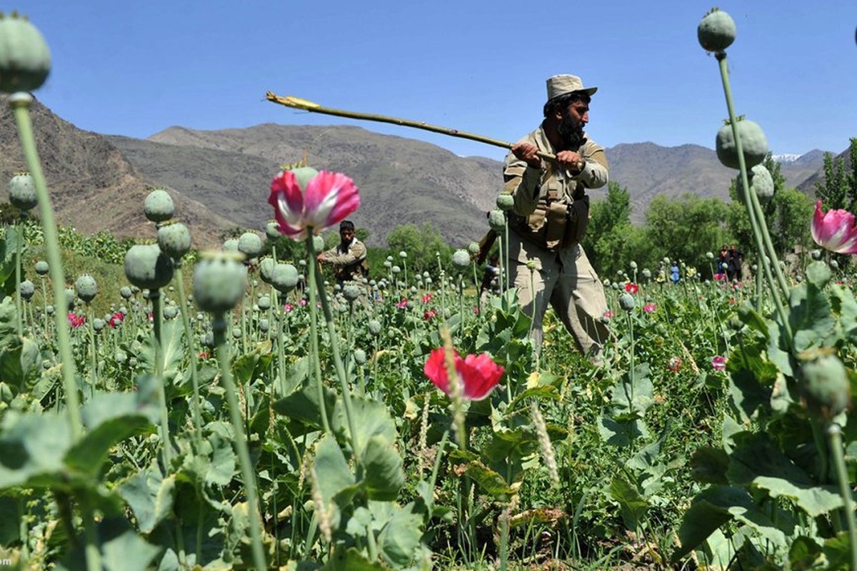 اروپا از کاهش کشت مواد مخدر در افغانستان نگران است!