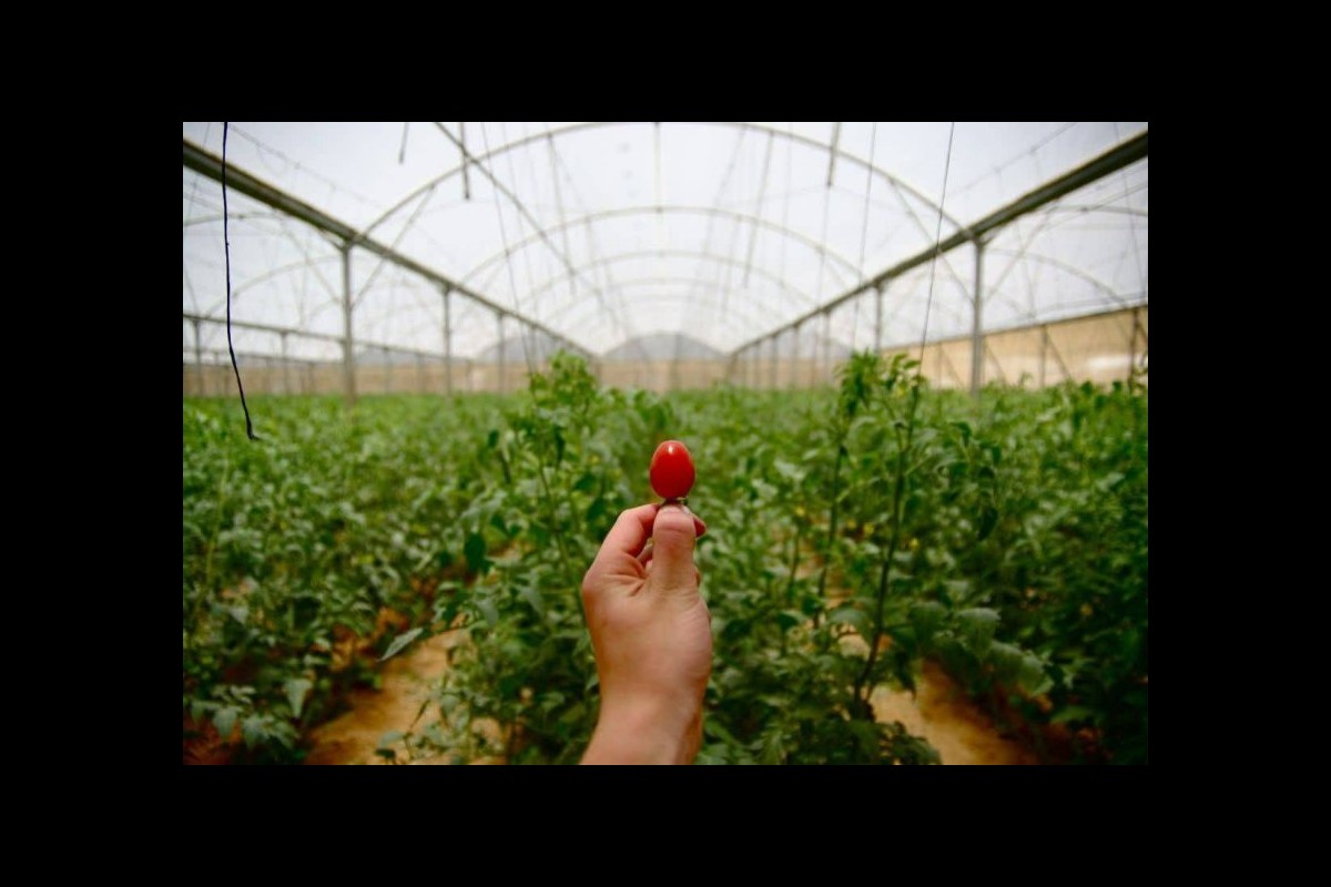 Toxic food? Israel ranks first in the world for its use of poisonous pesticides