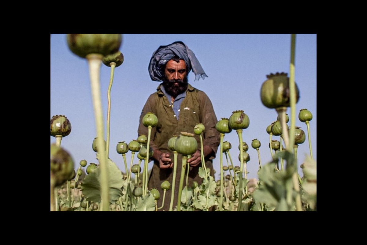 Afghan poppy crops decline