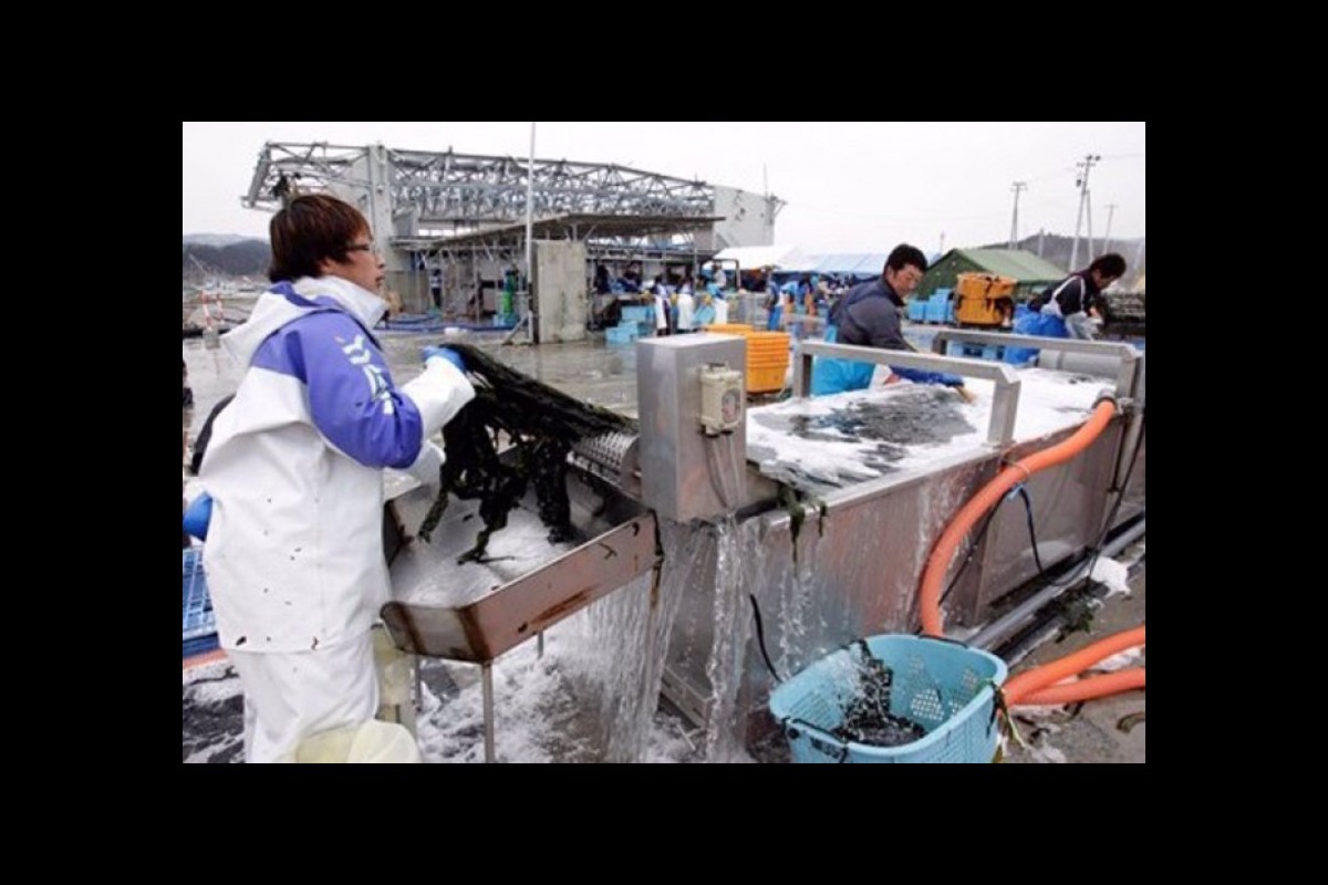 Fukushima fish found with 180x limit of radioactive cesium