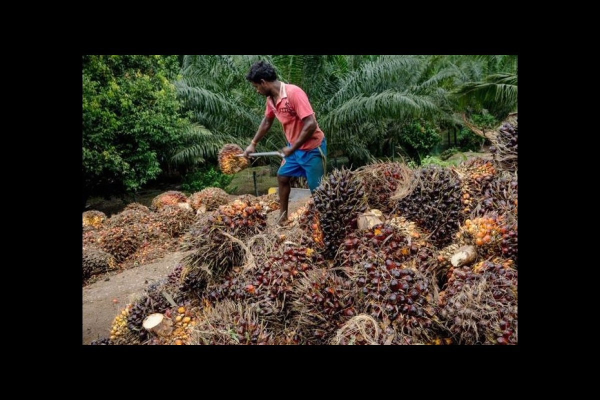 Palm Oil Beaten by Europe, Malaysia "Revenge" Takes China
