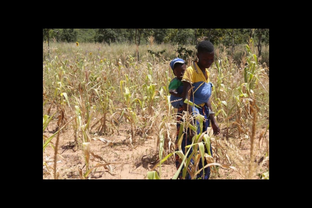 FAO: 33 African countries need food aid from abroad