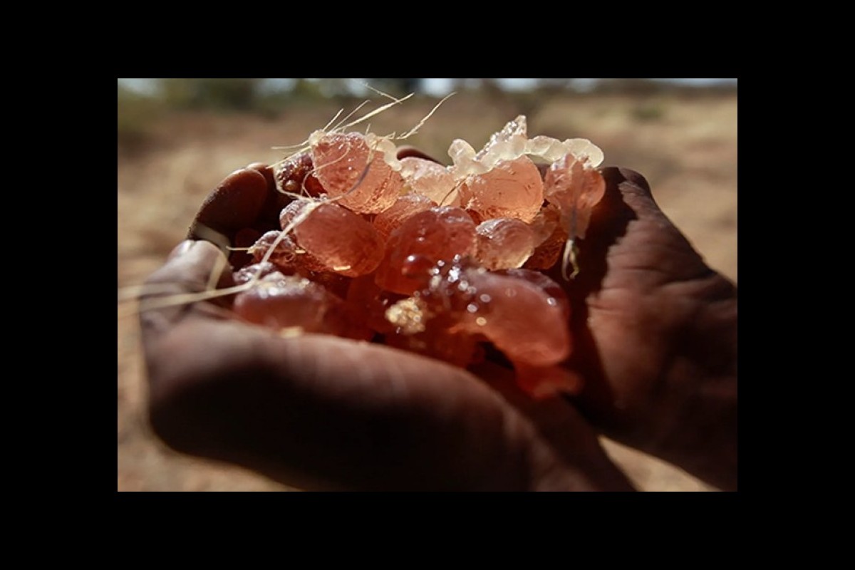 South Sudan now seems to depend on the output of 'Gum Arabic' due to the deterioration of oil sales