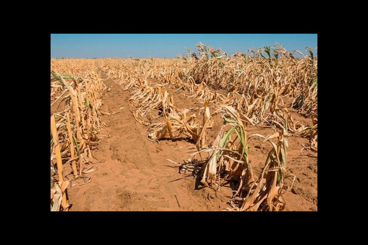 The extreme drought in southern Africa has caused hunger for millions of people