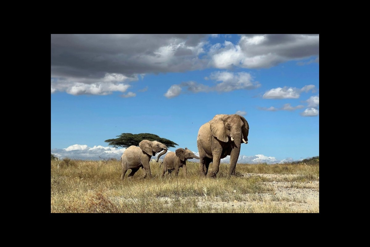 New Study Reveals African Elephants Use Unique Names to Communicate