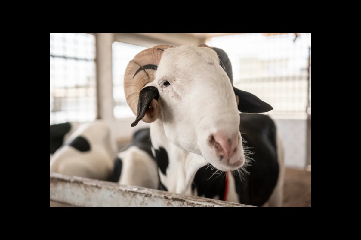 Senegal's Star Sheep: Luxury Icons of Eid al-Adha