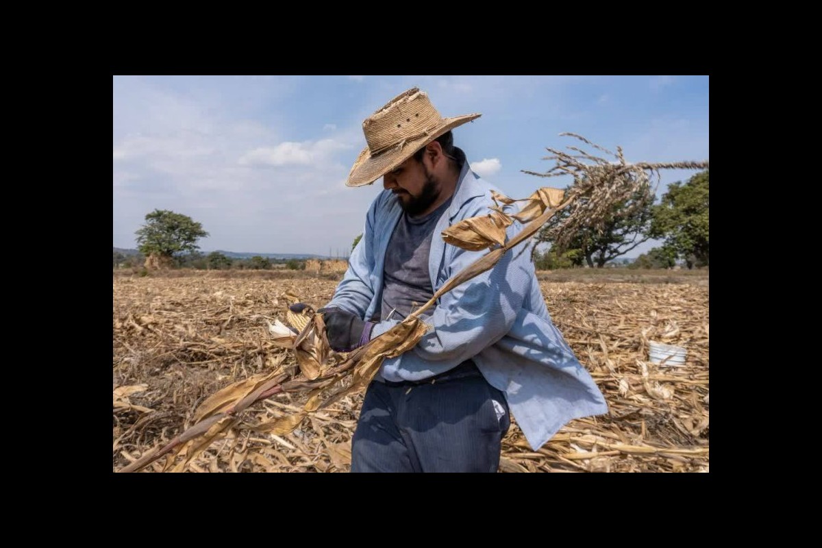Gaza's Silent Revenge: The Agricultural Catastrophe Facing Israel