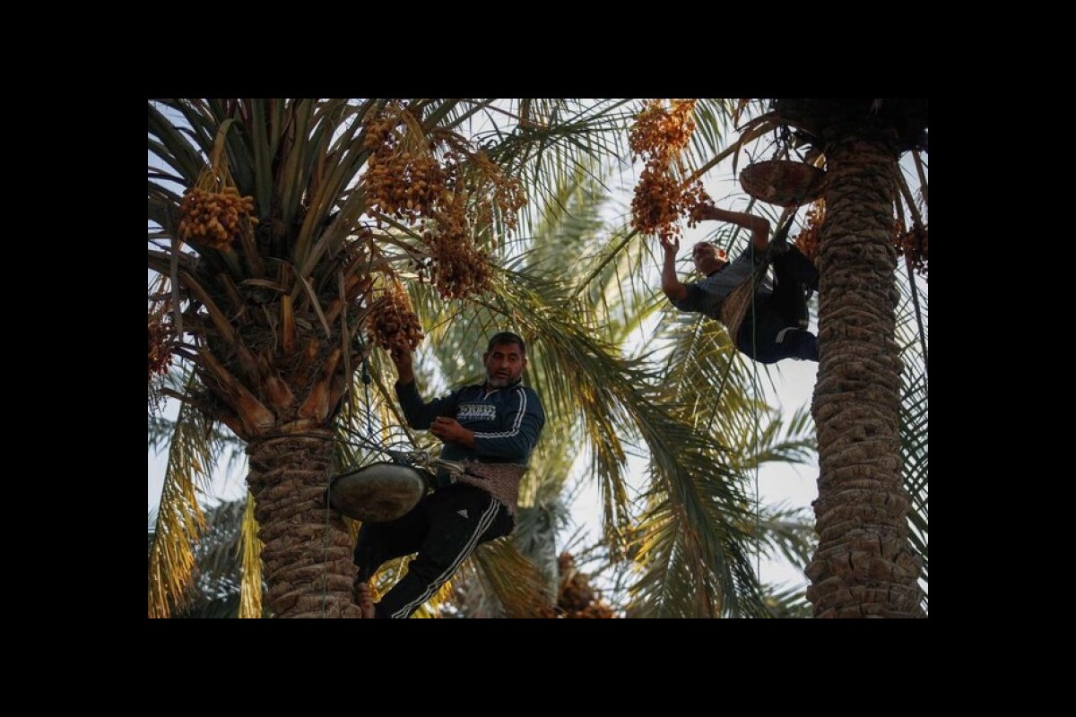 Iraqi date farmers fight drought to protect national treasure