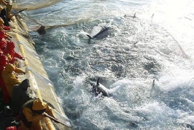 Fishing: EU, apply in full western Mediterranean plan