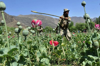 اروپا از کاهش کشت مواد مخدر در افغانستان نگران است!