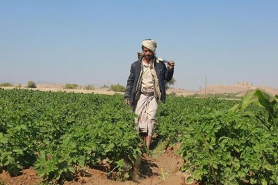 الزراعة من تحت الرماد.. اليمن يكسر الحصار