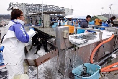 Fukushima fish found with 180x limit of radioactive cesium