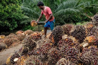 Palm Oil Beaten by Europe, Malaysia "Revenge" Takes China