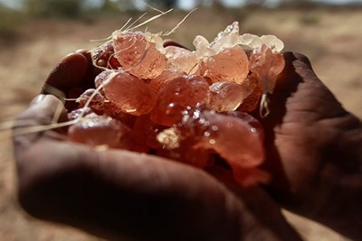 South Sudan now seems to depend on the output of 'Gum Arabic' due to the deterioration of oil sales