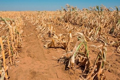 The extreme drought in southern Africa has caused hunger for millions of people