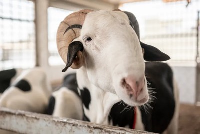 Senegal's Star Sheep: Luxury Icons of Eid al-Adha