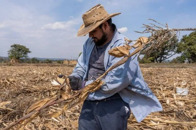 Gaza's Silent Revenge: The Agricultural Catastrophe Facing Israel