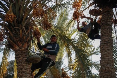 Iraqi date farmers fight drought to protect national treasure