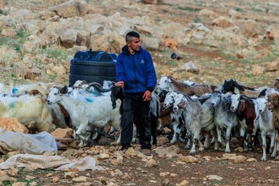 شهرک‌نشینان صهیونیست‌ احشام فلسطینی‌ها در کرانه باختری را سرقت می‌کنند