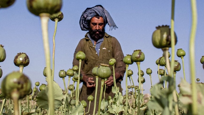 Afghan poppy crops decline