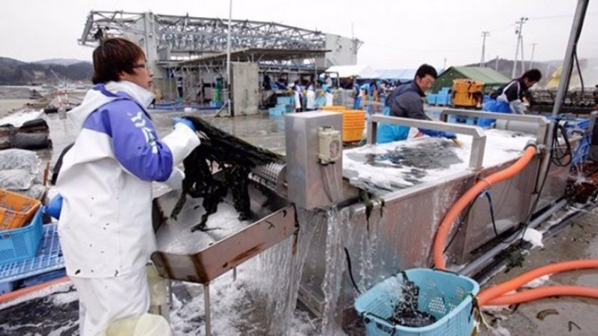 Fukushima fish found with 180x limit of radioactive cesium