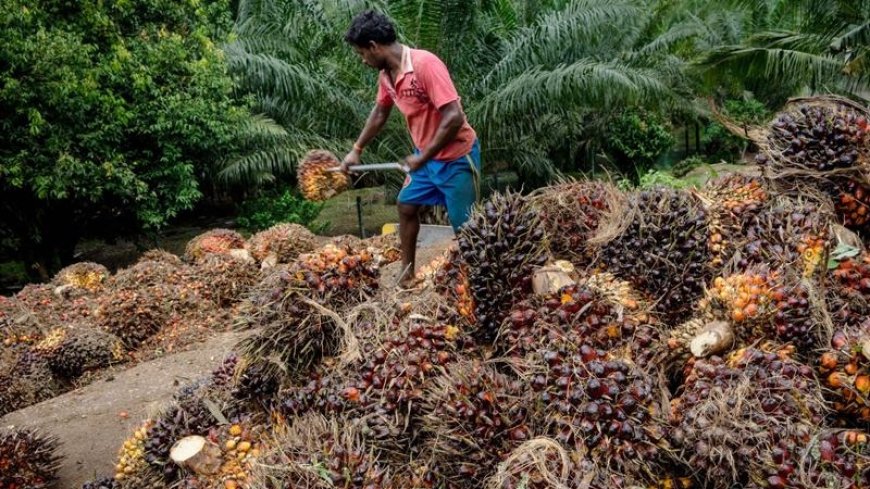 Palm Oil Beaten by Europe, Malaysia "Revenge" Takes China