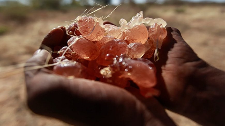 South Sudan now seems to depend on the output of 'Gum Arabic' due to the deterioration of oil sales