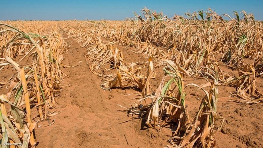 The extreme drought in southern Africa has caused hunger for millions of people
