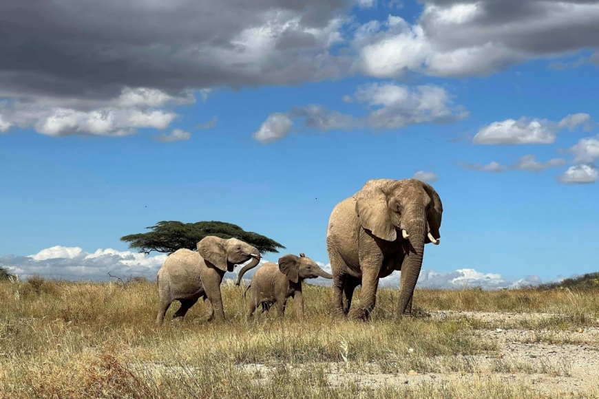 New Study Reveals African Elephants Use Unique Names to Communicate