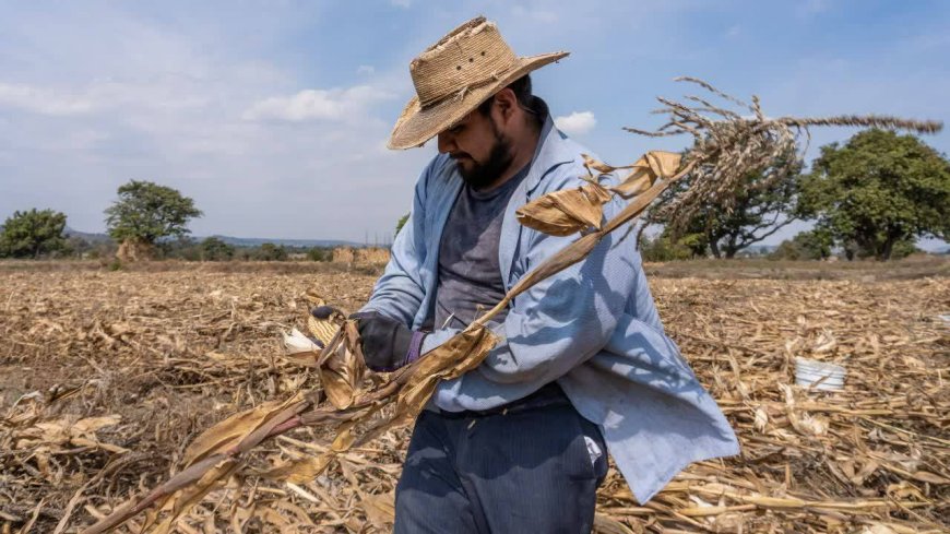 Gaza's Silent Revenge: The Agricultural Catastrophe Facing Israel