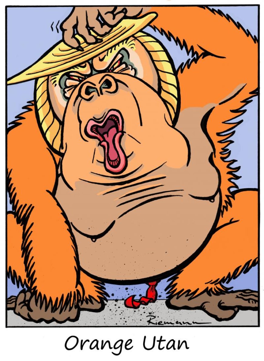 Orange Man - Trump resembles very much in behaviour AND color a certain type of ape...