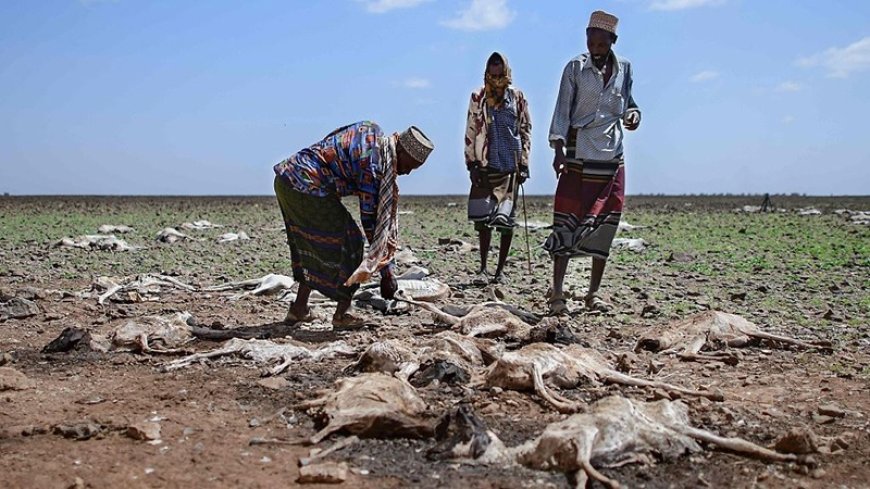 63 million people are food insecure in the Horn of Africa