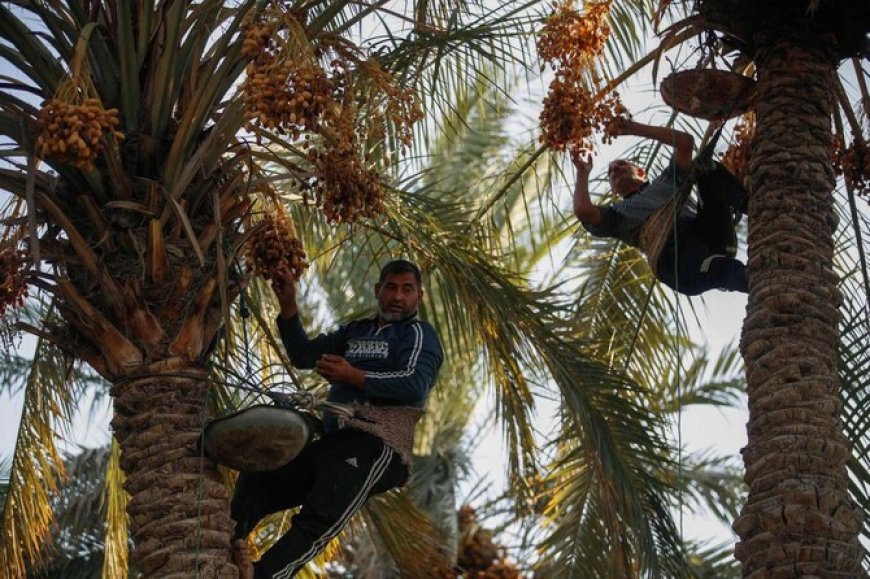 Iraqi date farmers fight drought to protect national treasure