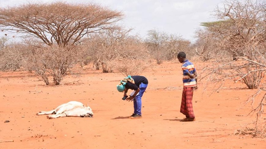 More than 82 million people suffer from food shortages in East and Central Africa